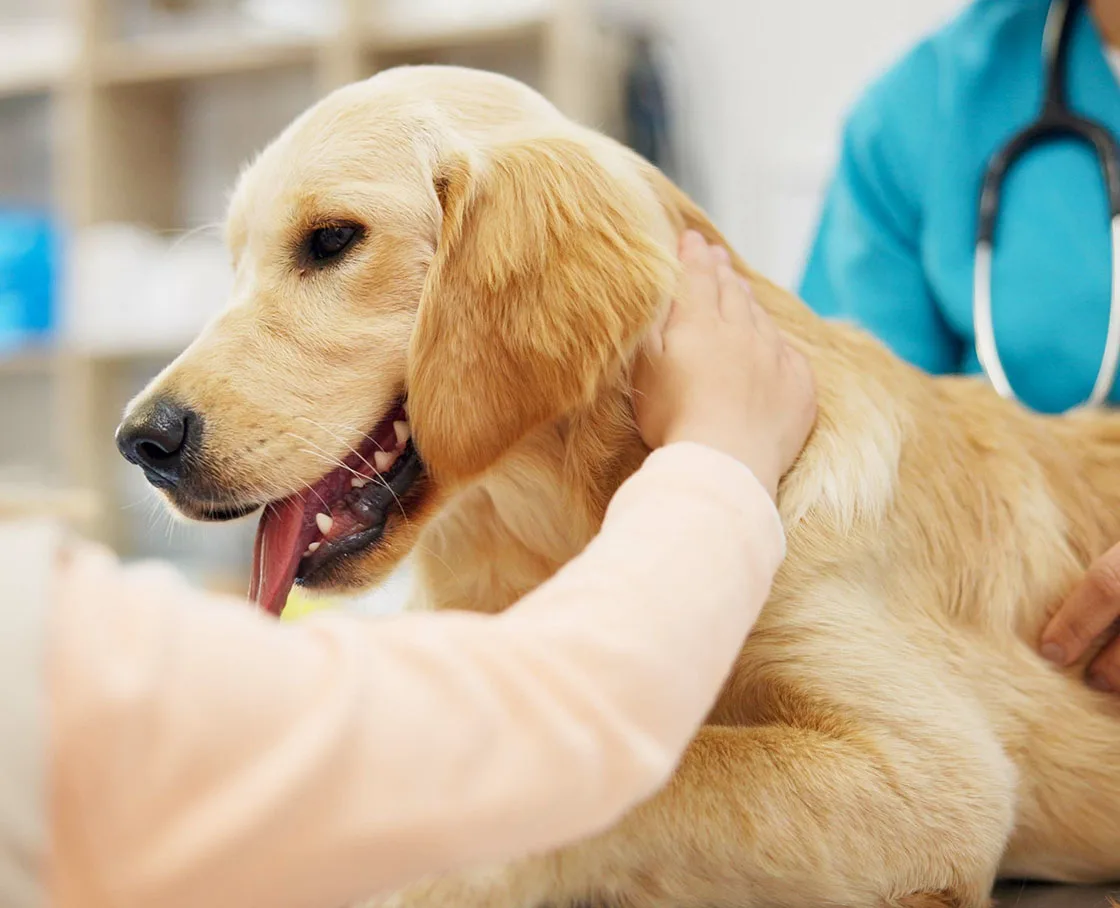 golden retriever at vet appointment