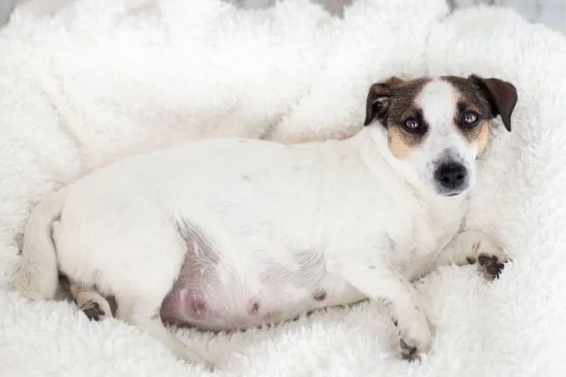 C-Section for Dogs: Everything You Should Know