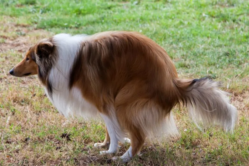 My dog is constipated! What should I do?
