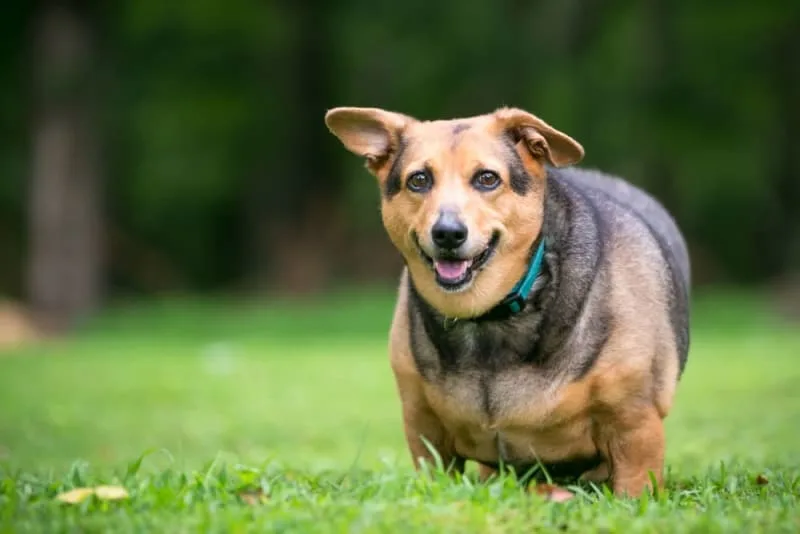 Hypothyroidism in Dogs Treatment