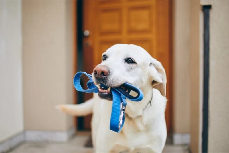 Dog Stops Walking & Won't Move!
