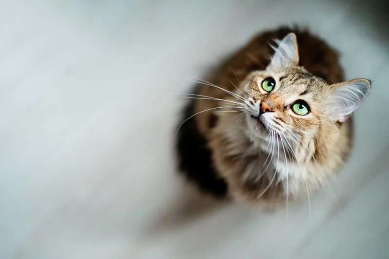 How Long Can You Leave a Cat Alone