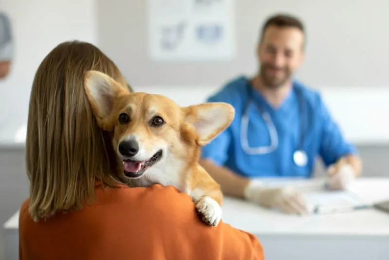 Understanding Blood Tests for Dogs