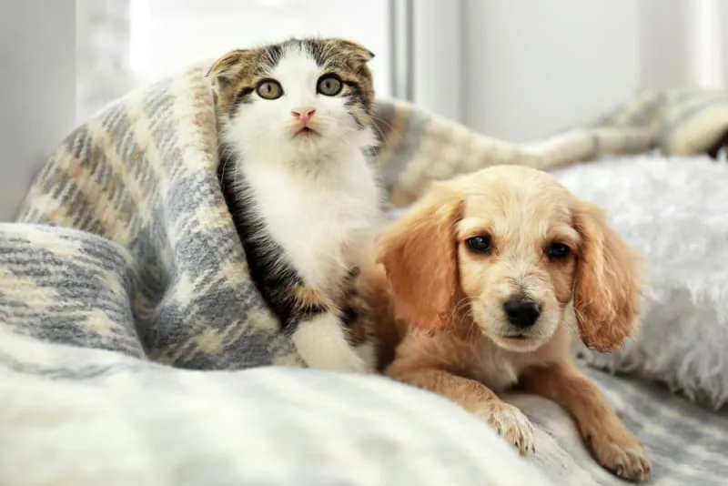 Tips On Raising A Puppy And Kitten Together