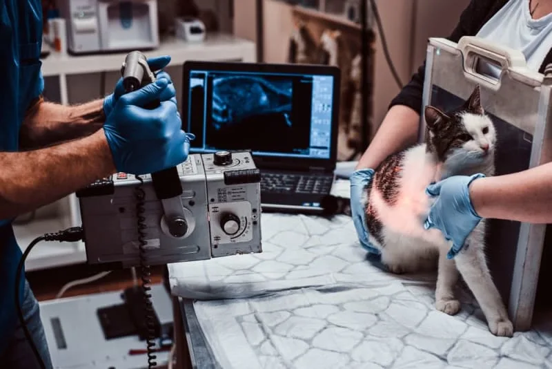Medical Imaging Options for Cats & Dogs: CT Scans, MRIs, & X-rays