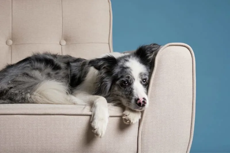 CCL Surgery in Dogs: Diagnosis & Treatment