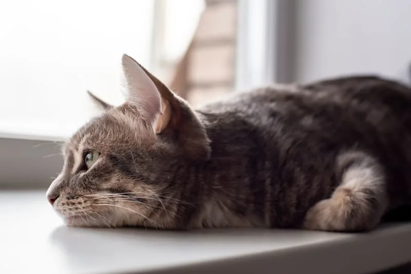 Why is my Cat Breathing Heavy: What Can I Do