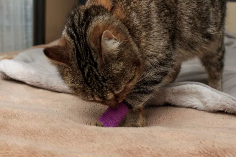 Cat Limping - When It's Time To Head To The Vet