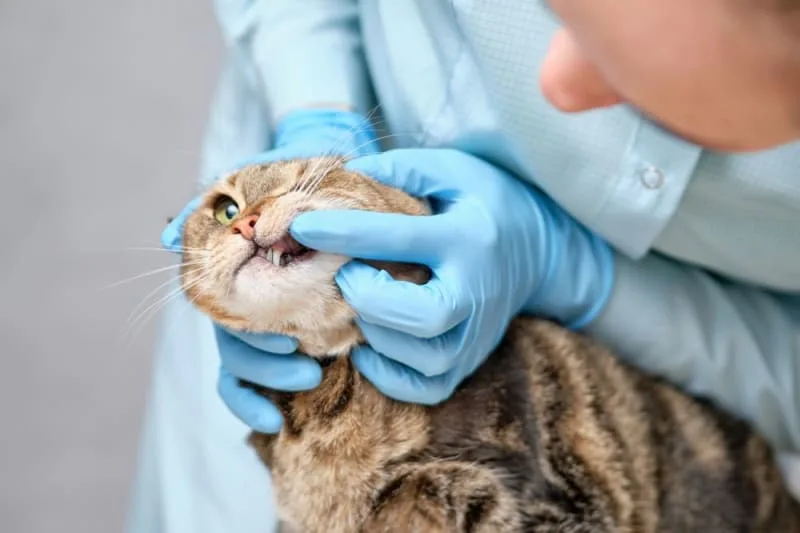 Why are vet checkups so important?