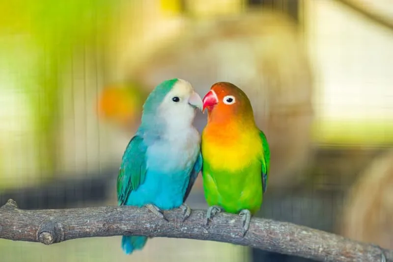 Birds That Sing
