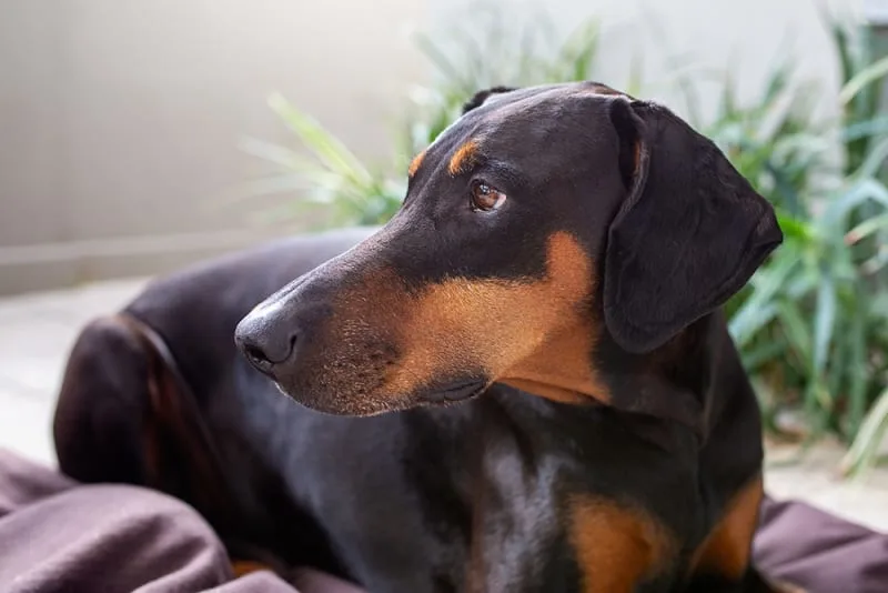 Causes of Seizures in Dogs & What to Do