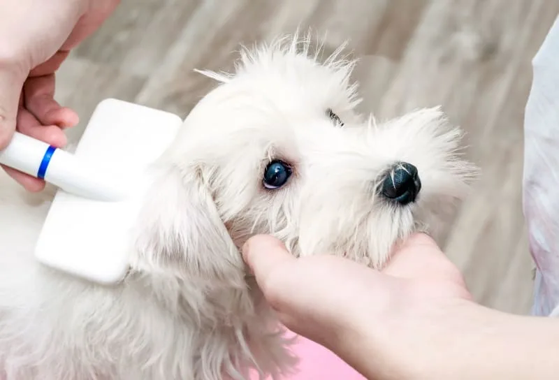Grooming Puppies: When & How to Do It