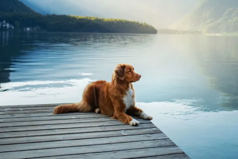 Importance of Parasite Control in Dogs