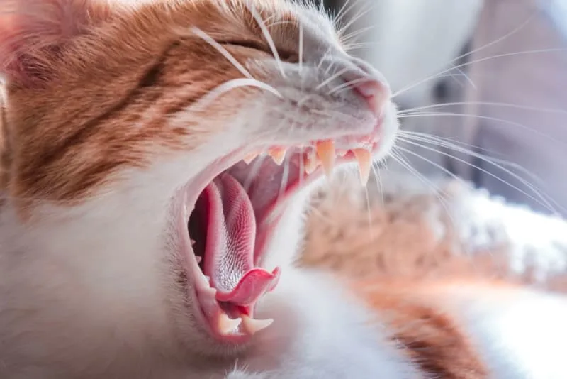 Veterinary Dentistry: Cat Tooth Extractions