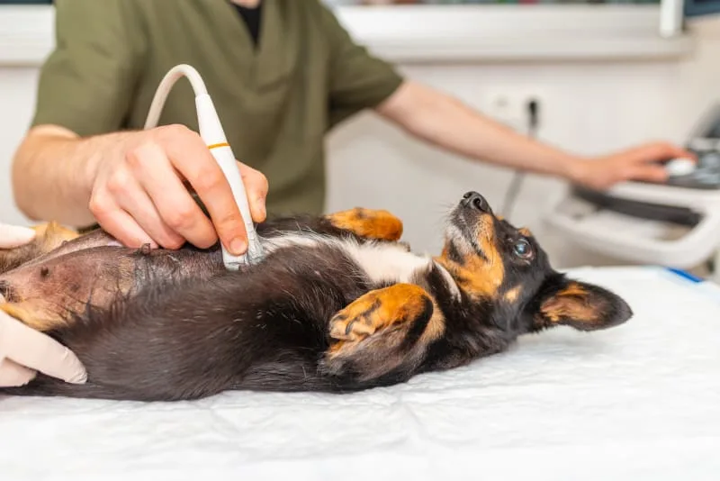 Diagnostic Imaging for Your Dog or Cat