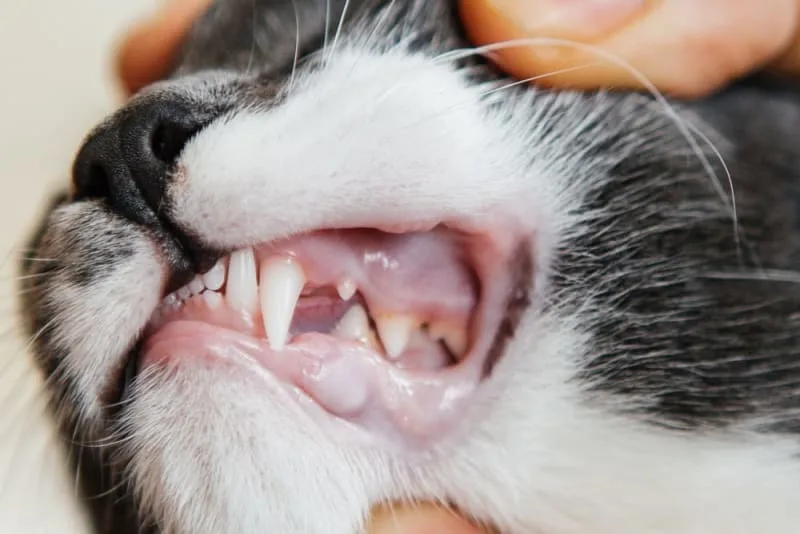 Common Cat Dental Problems