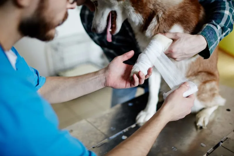 Signs Your Pet Needs Emergency Care