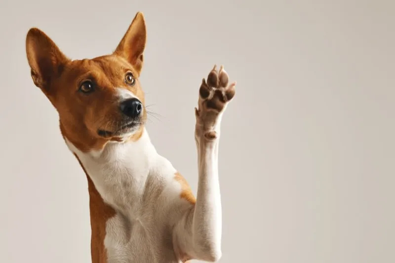 What to Do if My Dog Cut His Paw Pad?
