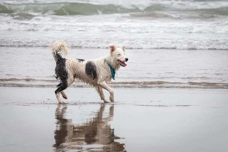Can a vaccinated dog get rabies?