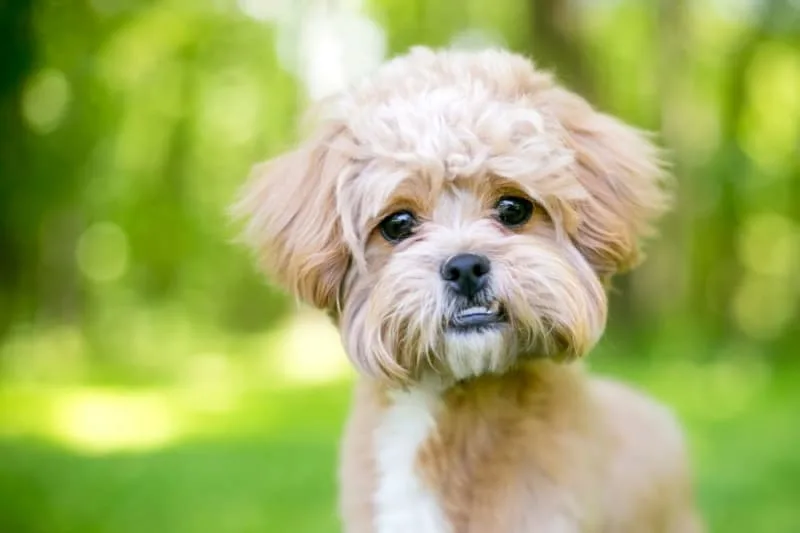 Malocclusions in Dogs