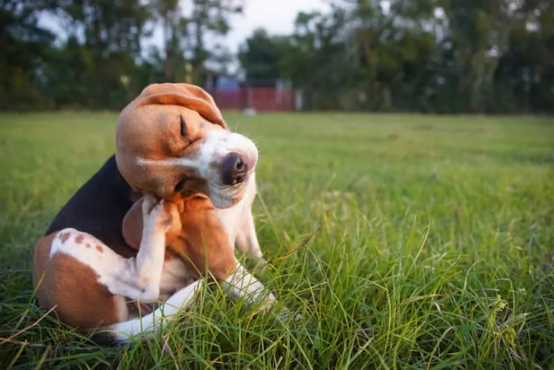 What does ringworm look like on a dog?
