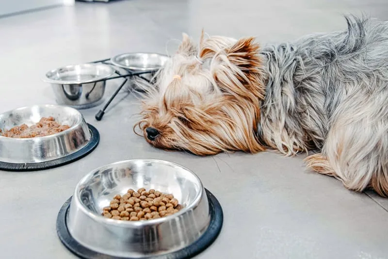Why isn't my dog eating? What should I do?