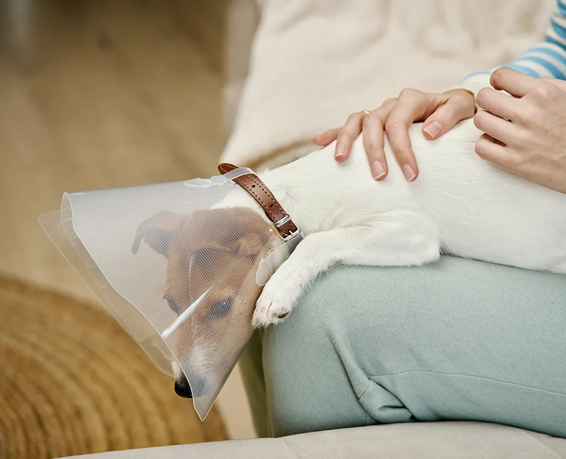 jack russell with e-collar on lap of woman