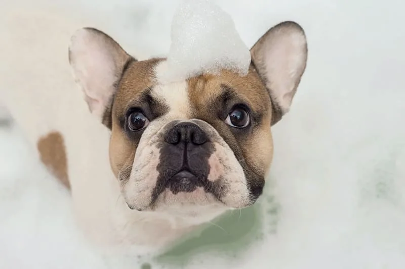 Puppy Grooming Tips For Pet Parents