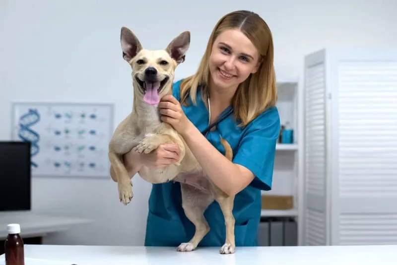How Often Do You Take a Dog to the Vet?