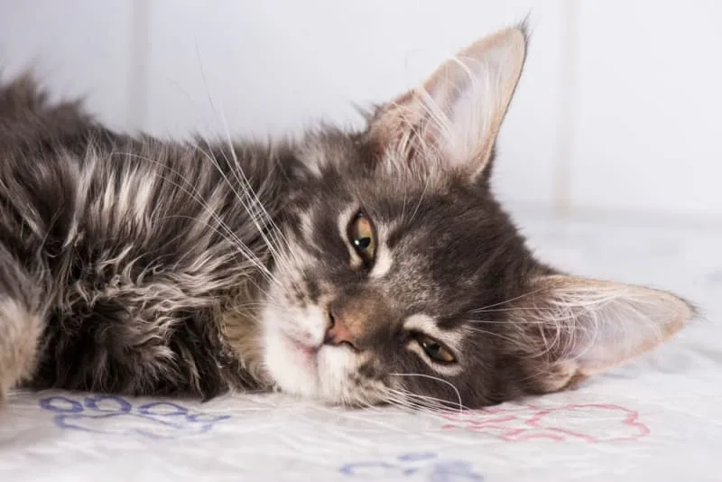 Aging cats: When Is a Cat Considered a Senior?
