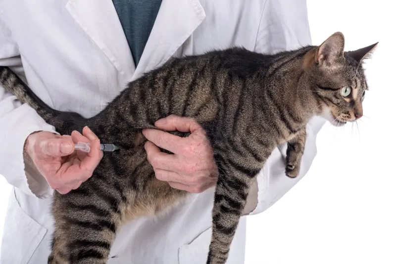 Benefits of the FVRCP Vaccine For Cats