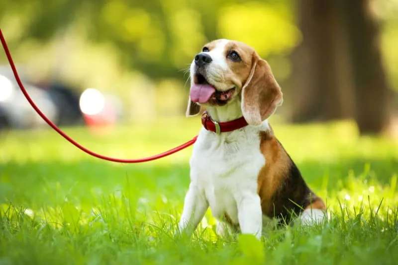 Dogs Eating Grass: Why Do They Do It - Is my Dog Poisoned?