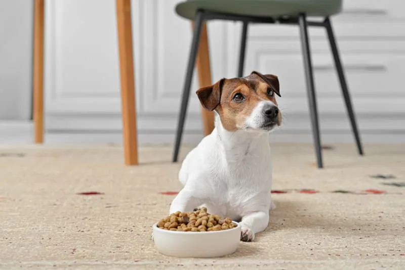 Pet Eating Problems: Why Won't My Dog Eat?