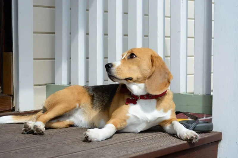 What is Kennel Cough in Dogs?