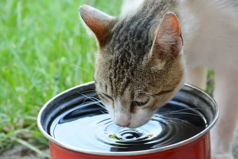 How to Increase Red Blood Cells in Cats