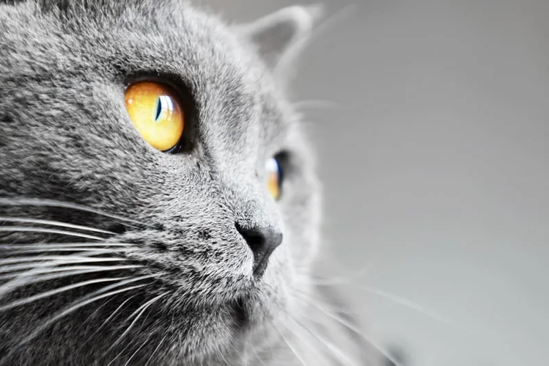 Causes of Anemia in Cats & How It Is Treated