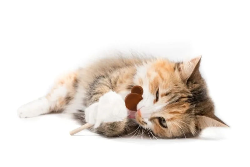 Can cats eat chocolate?