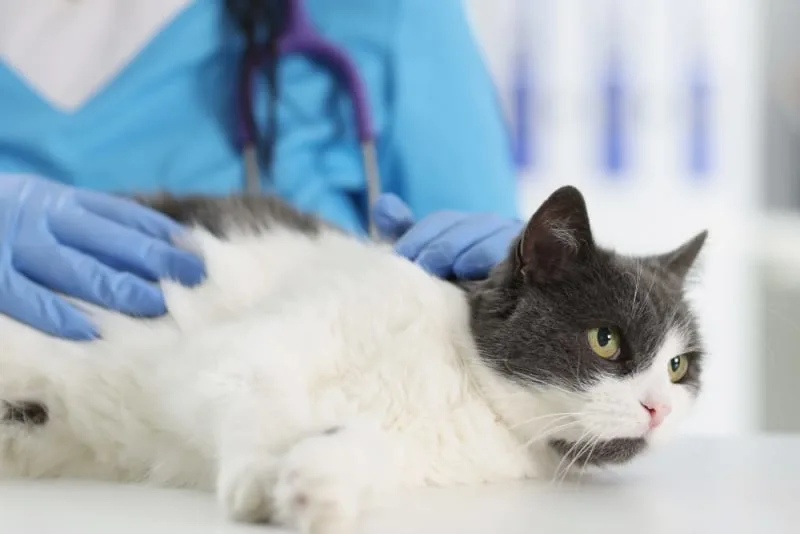 Fungal Infections in Cats: Everything You Should Know