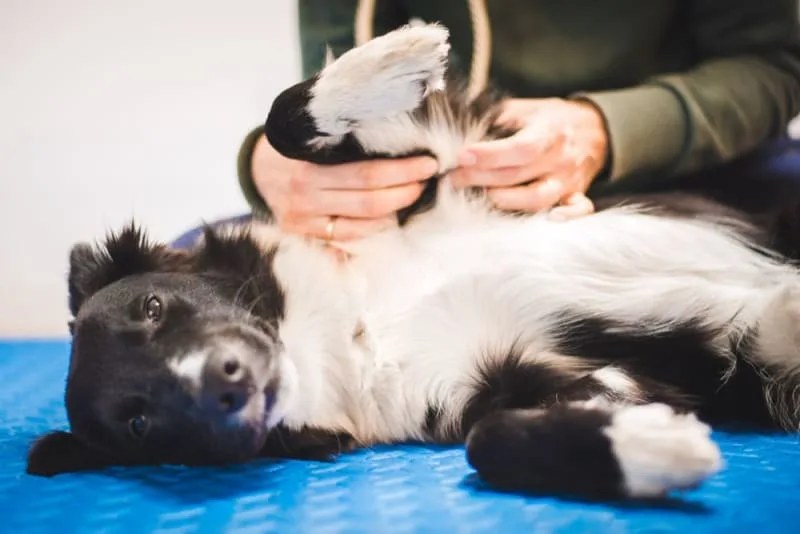 ACL in Dogs