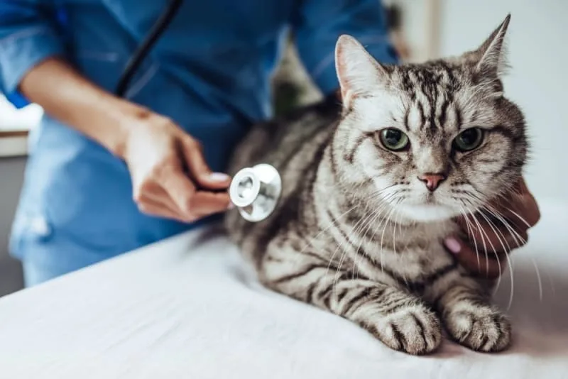 Parvovirus in Cats