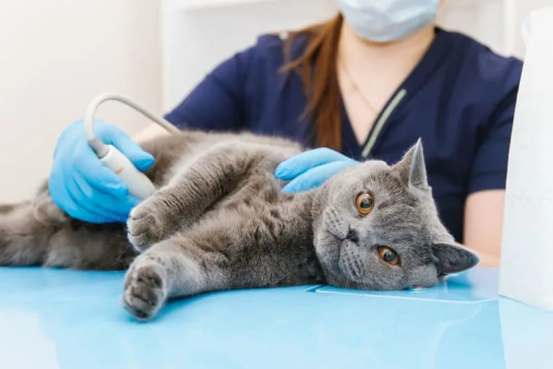 Cat Intestinal Blockage Surgery