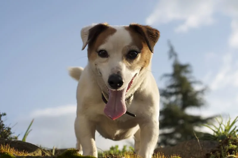 Excessive Panting in Dogs