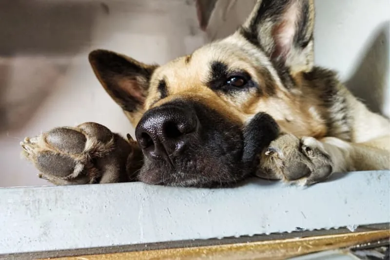 Why is my dog limping & how can I help them?