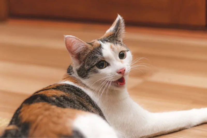 Why Does My Cat's Breath Smell Bad?