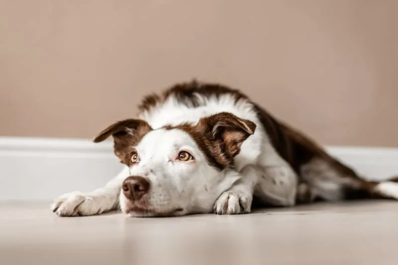 My Pet Can't Stand & Keeps Falling - Possible Causes & What to Do