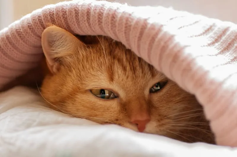 Can Cats Get a Cold?