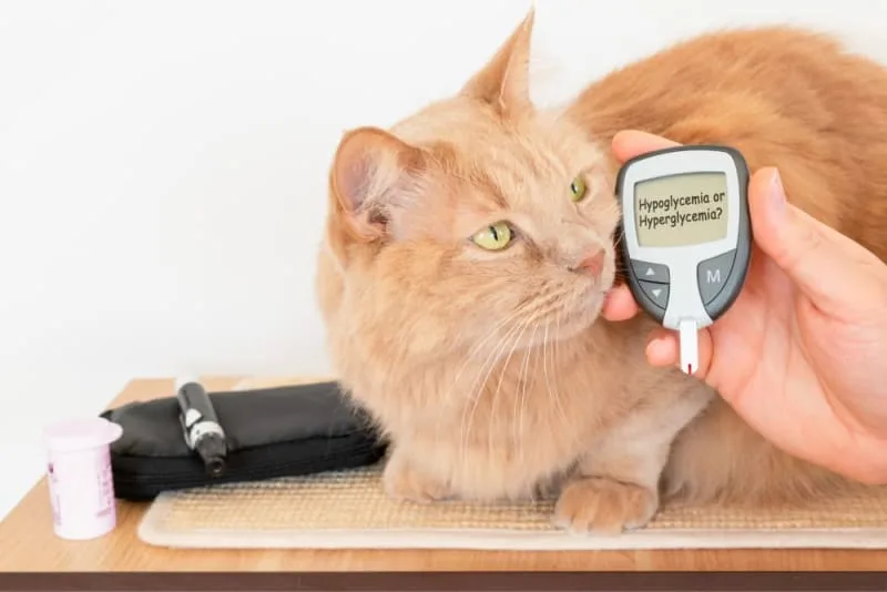 Cat Diabetes: Signs & Treatment