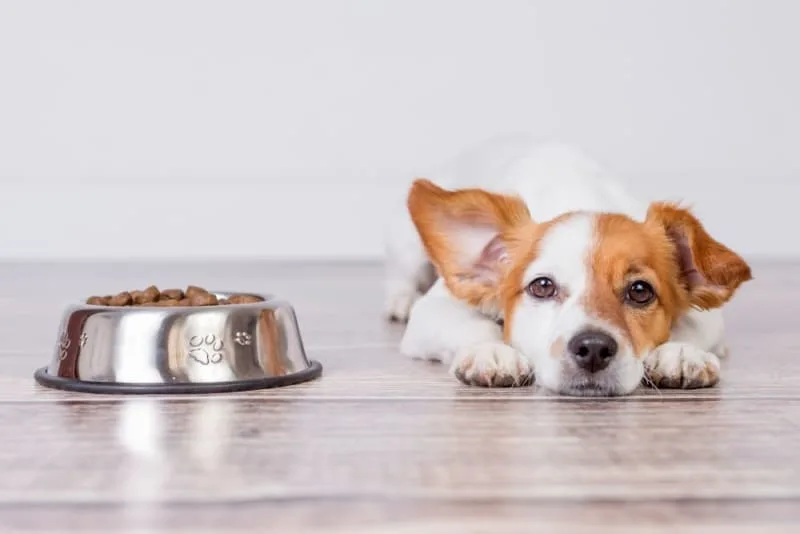 My Dog Won't Eat!