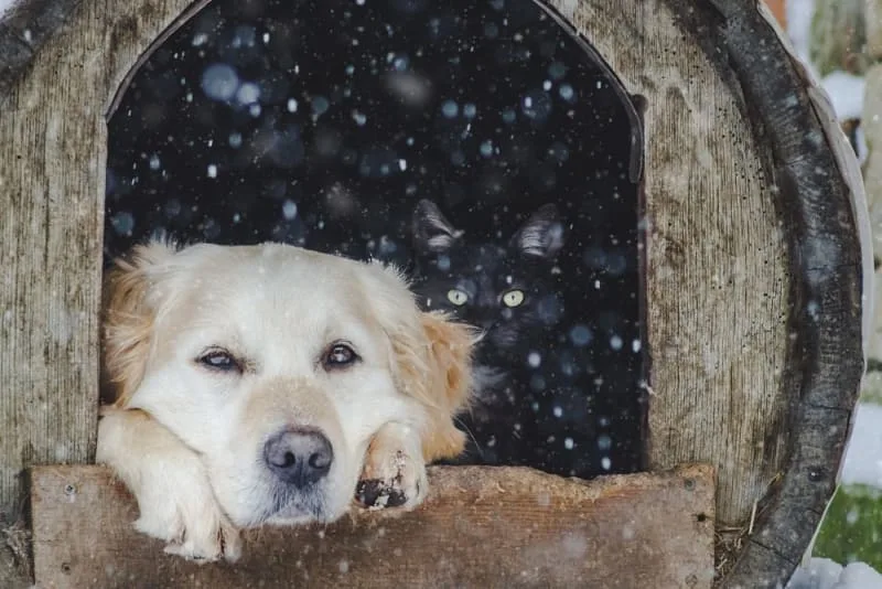 How to Choose the Best Dog House for Cold Weather