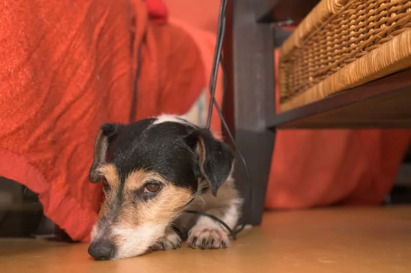 What is Parainfluenza in Dogs